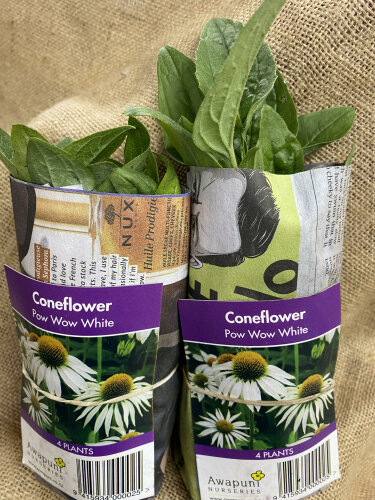 Coneflower Echinacea - White